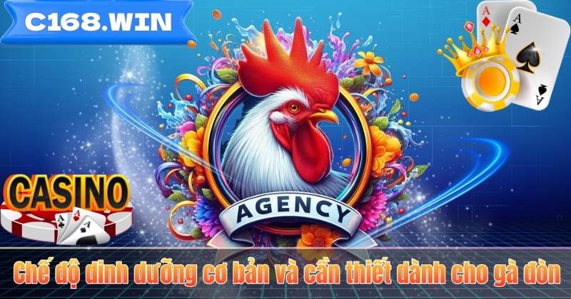 Chế độ dinh dưỡng cơ bản và cần thiết dành cho gà đòn